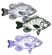 fish image