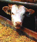 voracious chomping cow