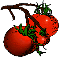 tomatoes